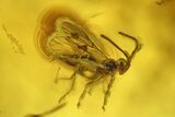 Fossil Fly (Diptera) & Sawfly (Hymenoptera) In Baltic Amber #234467-1
